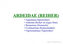 Ardeidae (Reiher)